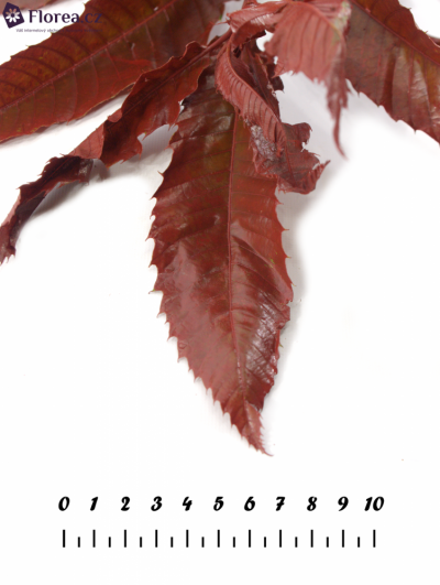 CASTANEA SATIVA RED