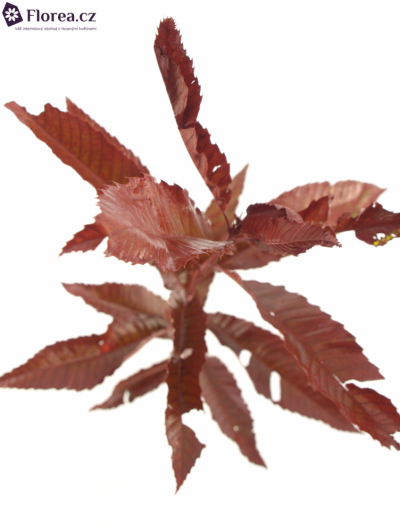 CASTANEA SATIVA RED