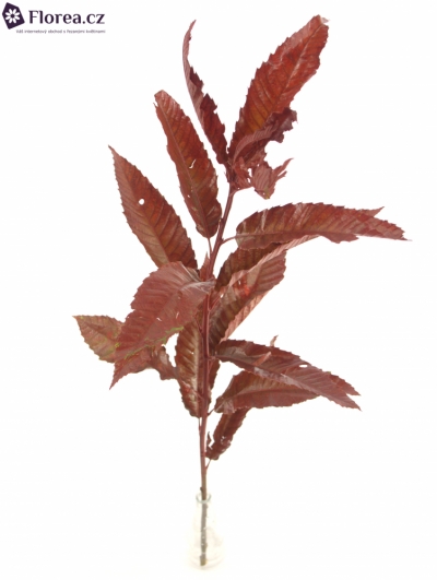 CASTANEA SATIVA RED