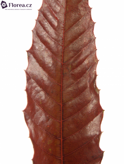 CASTANEA SATIVA RED
