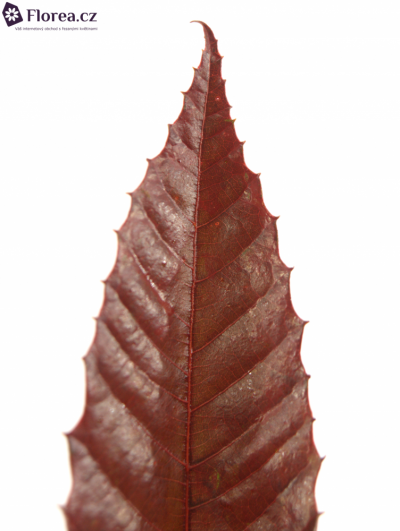 CASTANEA SATIVA RED 80cm