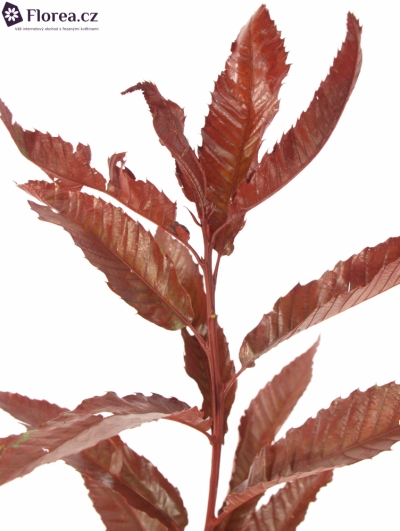 CASTANEA SATIVA RED