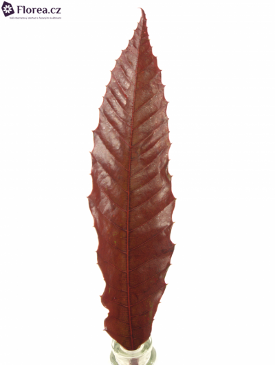 CASTANEA SATIVA RED