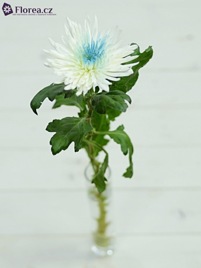 CHRYSANTHEMA G ANASTASIA BLUE CENTER - MODRÁ
