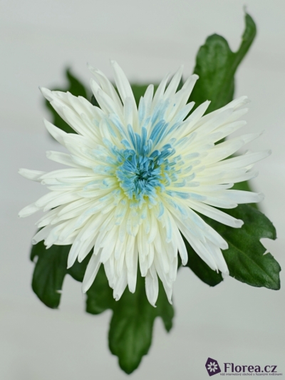 CHRYSANTHEMA G ANASTASIA BLUE CENTER - MODRÁ