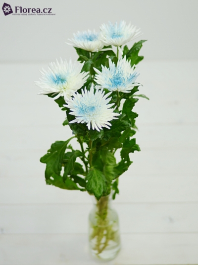 CHRYSANTHEMA G ANASTASIA BLUE CENTER - MODRÁ
