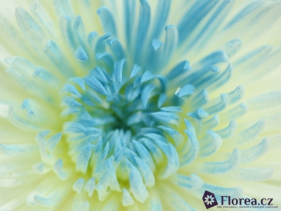 CHRYSANTHEMA G ANASTASIA BLUE CENTER - MODRÁ