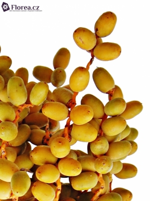 DATE YELLOW 1Kg