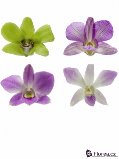Orchidej MIX 50cm