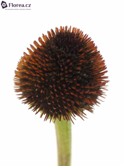 ECHINACEA PURPUREA 60cm