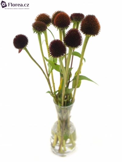 ECHINACEA PURPUREA