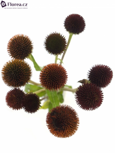 ECHINACEA PURPUREA