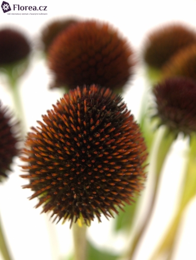 ECHINACEA PURPUREA