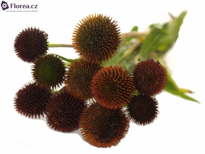 ECHINACEA PURPUREA