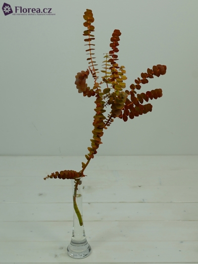 EUCALYPTUS BABY BLUE LONG AUTUMN 150g