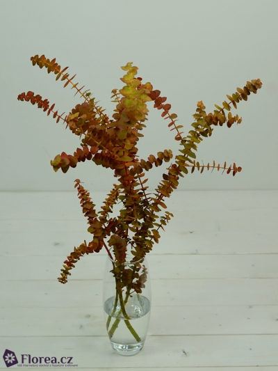 EUCALYPTUS BABY BLUE LONG AUTUMN 150g