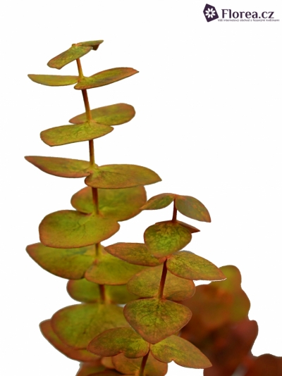 EUCALYPTUS BABY BLUE LONG AUTUMN 150g