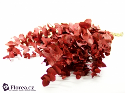 EUCALYPTUS CINEREA RED