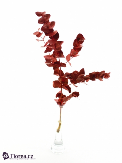 EUCALYPTUS CINEREA RED