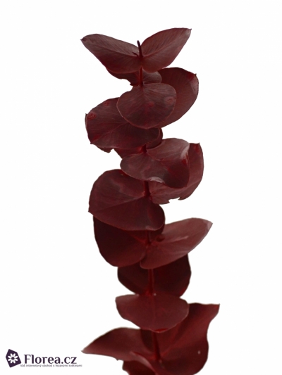 EUCALYPTUS CINEREA RED 250g