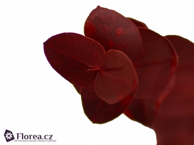 EUCALYPTUS CINEREA RED