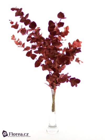 EUCALYPTUS CINEREA RED