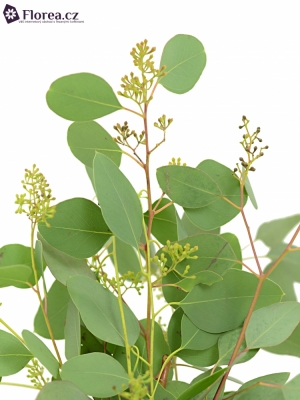 EUCALYPTUS POPULUS BERRIES LONG 150g 