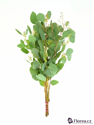 EUCALYPTUS POPULUS BERRIES LONG 150g 