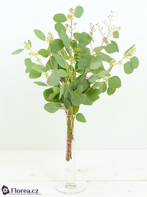 EUCALYPTUS POPULUS BERRIES LONG 150g 