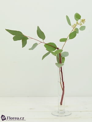 EUCALYPTUS POPULUS BERRIES LONG 150g 