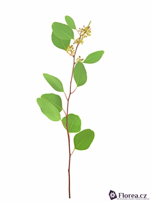 EUCALYPTUS POPULUS BERRIES LONG 150g 