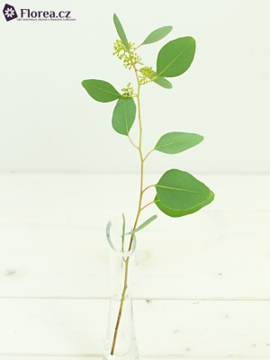 EUCALYPTUS POPULUS BERRIES LONG 150g 