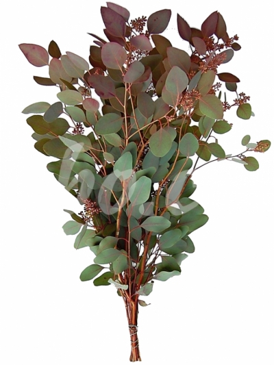 EUCALYPTUS POPULUS RED 300g