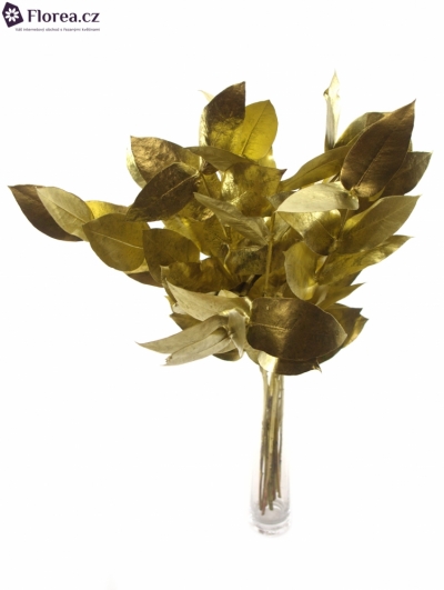 EUCALYPTUS ROBUSTA GOLD