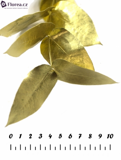 EUCALYPTUS ROBUSTA GOLD