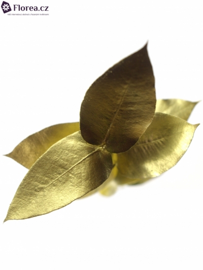EUCALYPTUS ROBUSTA GOLD