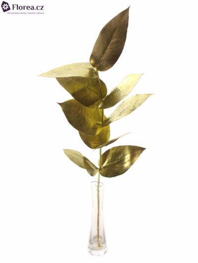 EUCALYPTUS ROBUSTA GOLD