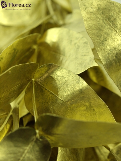 EUCALYPTUS ROBUSTA GOLD