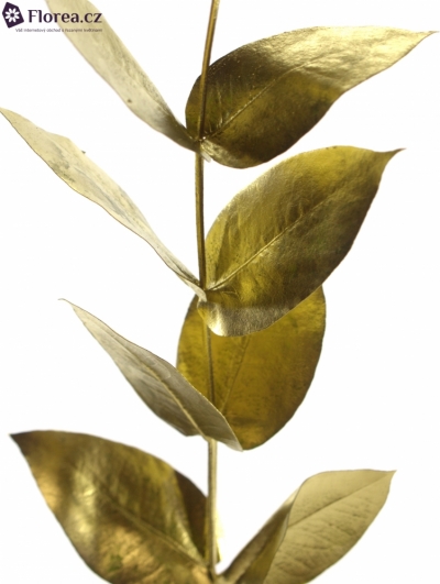 EUCALYPTUS ROBUSTA GOLD