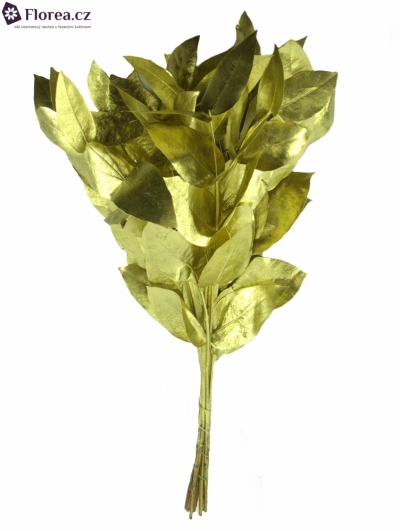 EUCALYPTUS ROBUSTA GOLD