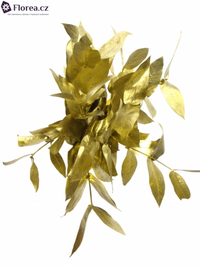 EUCALYPTUS ROBUSTA GOLD