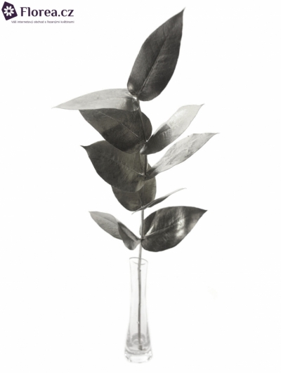 EUCALYPTUS ROBUSTA SILVER