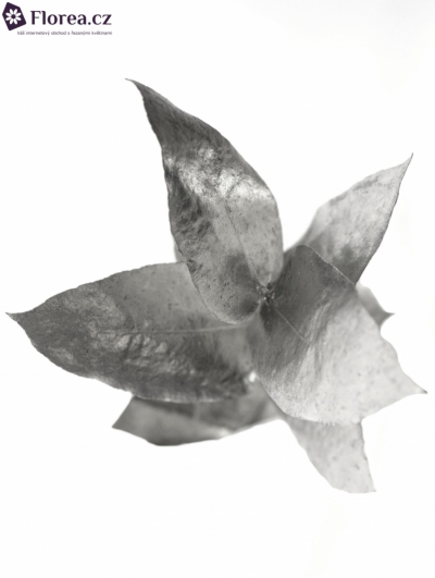 EUCALYPTUS ROBUSTA SILVER