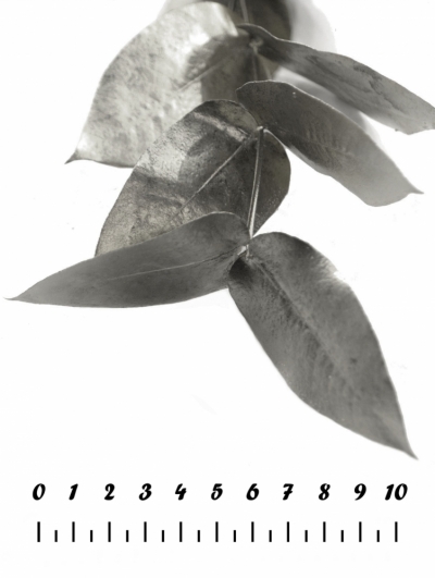 EUCALYPTUS ROBUSTA SILVER