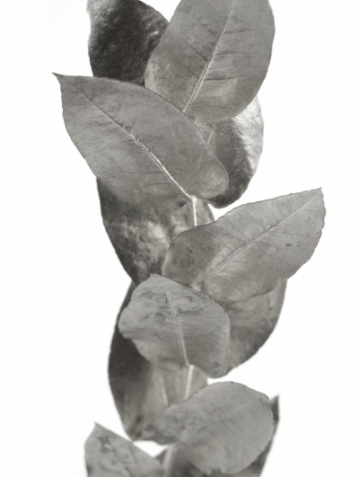 EUCALYPTUS ROBUSTA SILVER