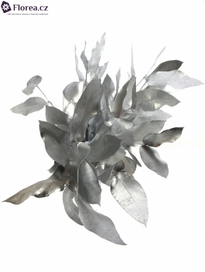 EUCALYPTUS ROBUSTA SILVER