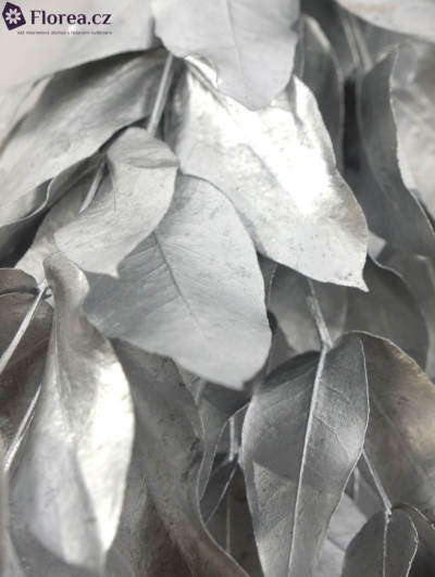 EUCALYPTUS ROBUSTA SILVER