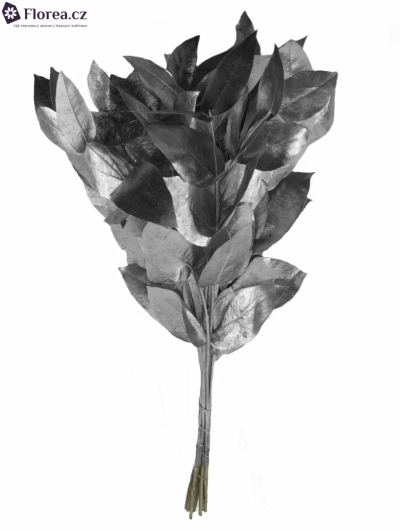 EUCALYPTUS ROBUSTA SILVER