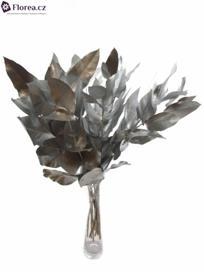 EUCALYPTUS ROBUSTA SILVER