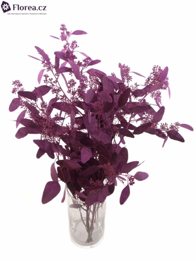 EUCALYPTUS POPULUS BERRIES CERISE